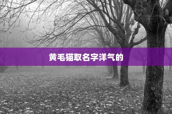 黄毛猫取名字洋气的