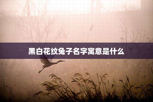 黑白花纹兔子名字寓意是什么