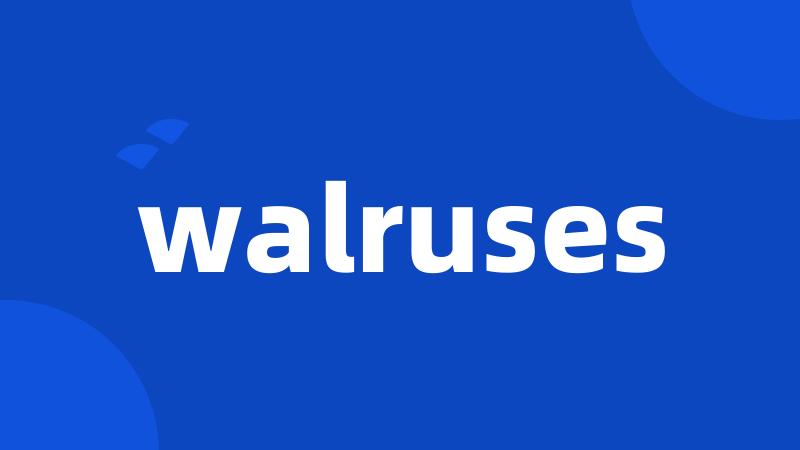 walruses