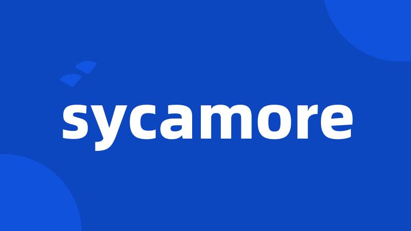 sycamore