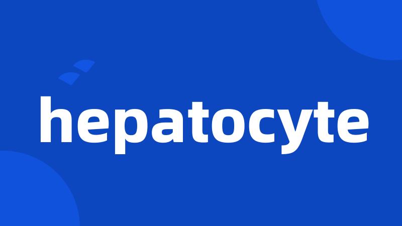 hepatocyte