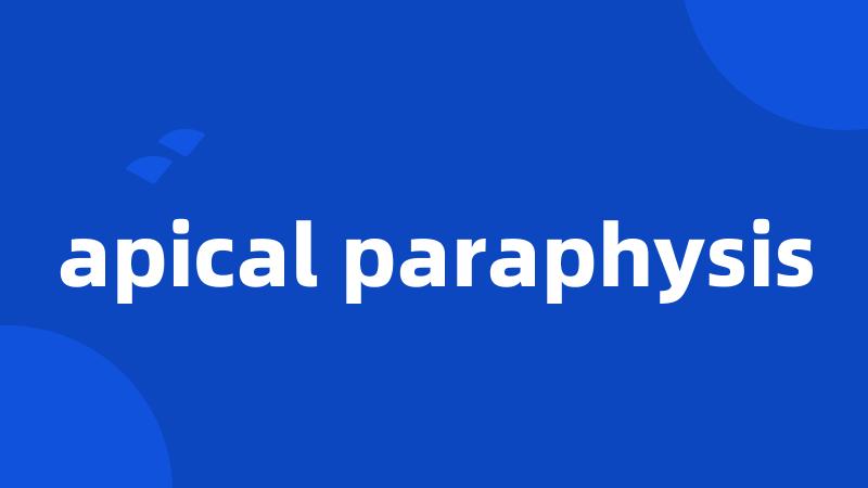 apical paraphysis