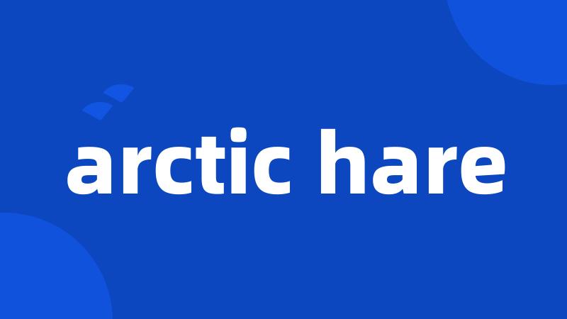 arctic hare