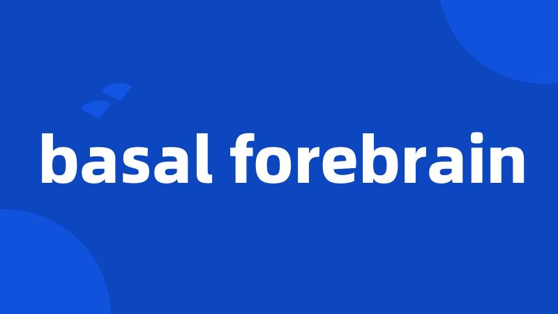 basal forebrain