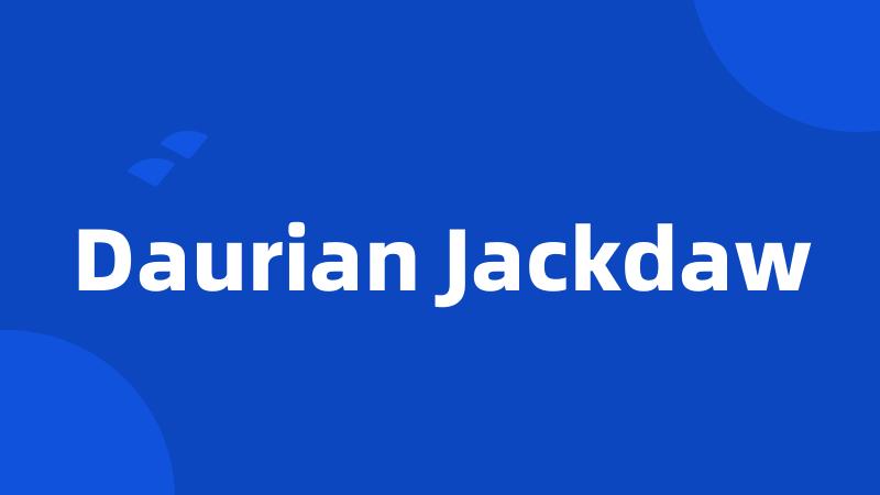 Daurian Jackdaw