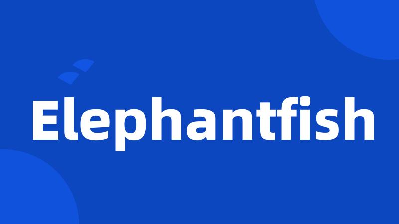 Elephantfish