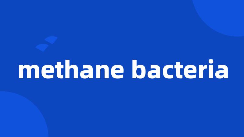 methane bacteria