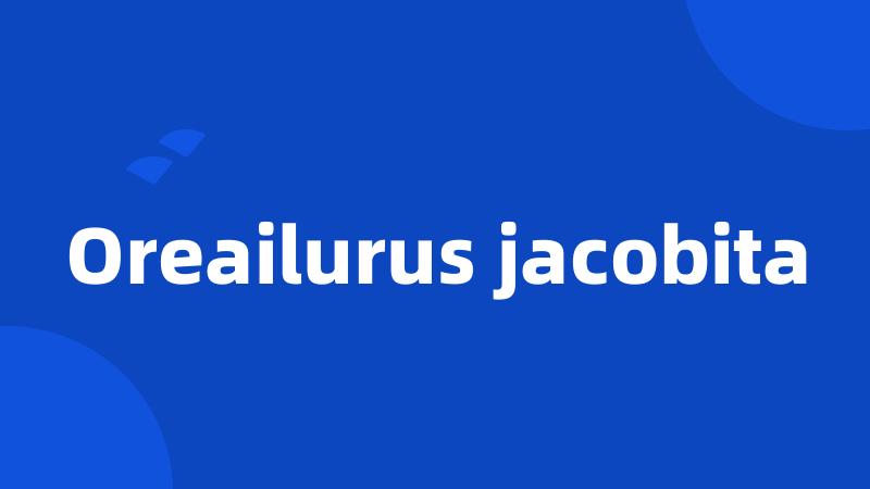 Oreailurus jacobita