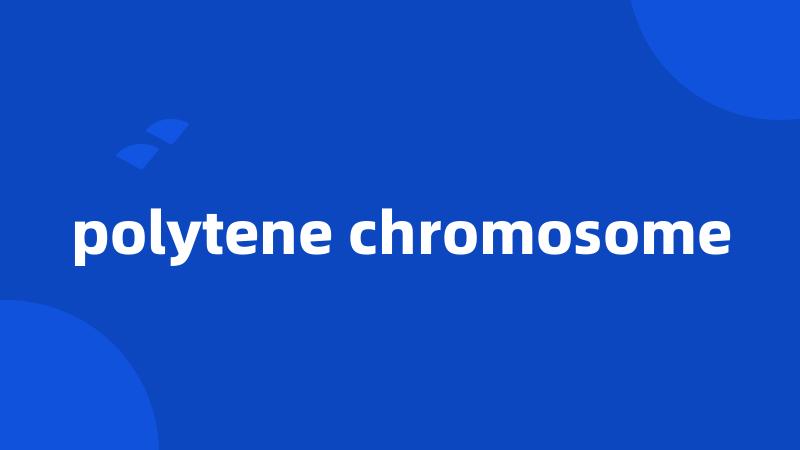 polytene chromosome