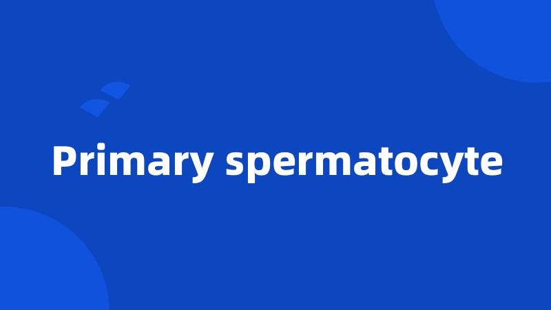 Primary spermatocyte