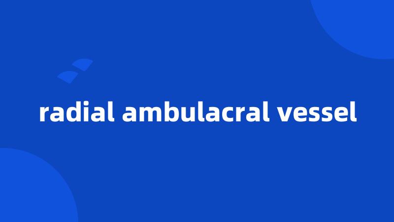 radial ambulacral vessel