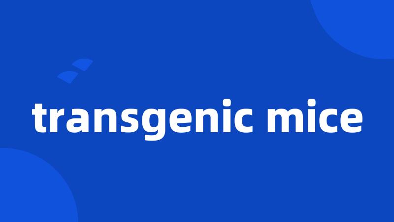 transgenic mice