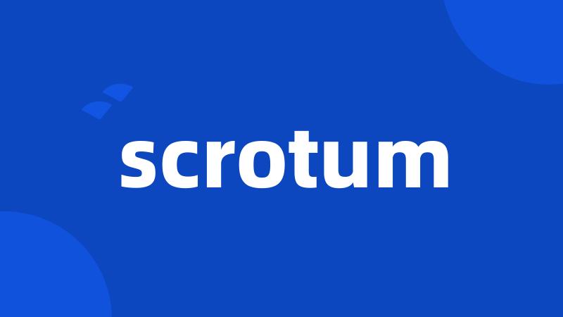 scrotum