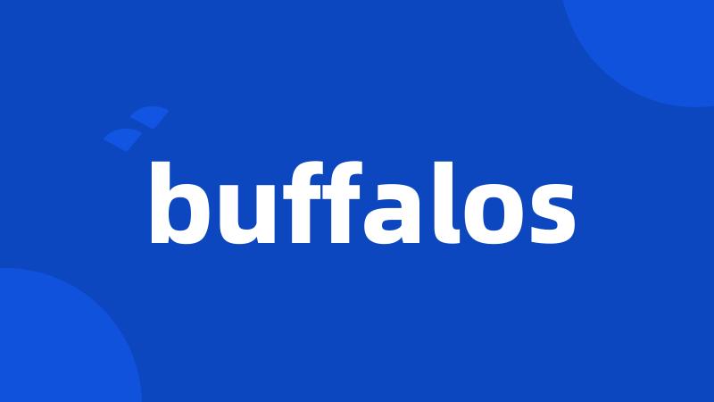 buffalos