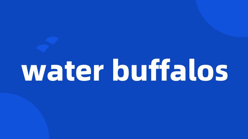 water buffalos