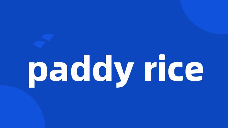 paddy rice