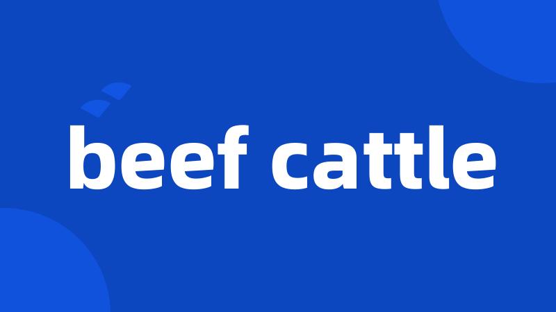 beef cattle