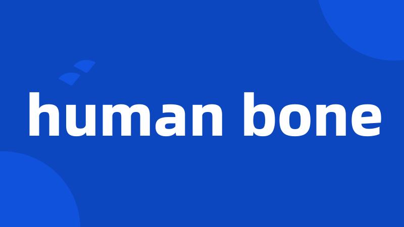 human bone