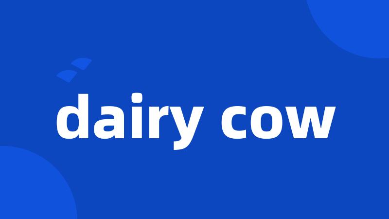 dairy cow