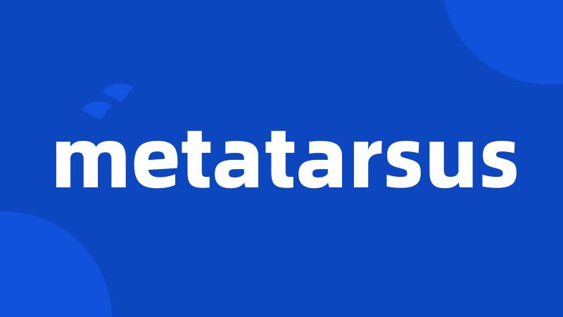 metatarsus
