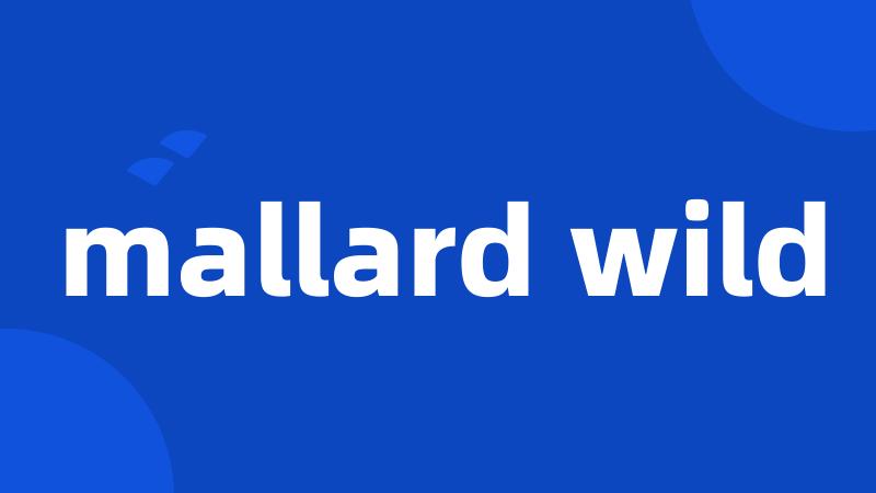 mallard wild