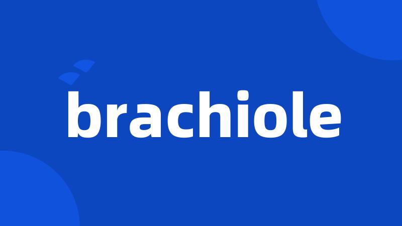 brachiole