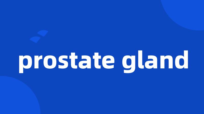 prostate gland