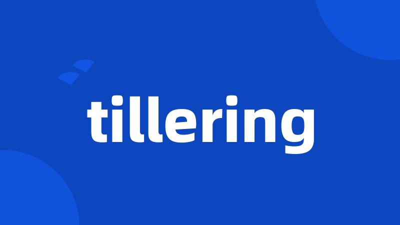 tillering