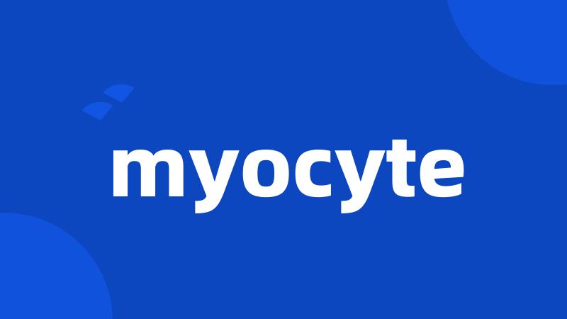 myocyte