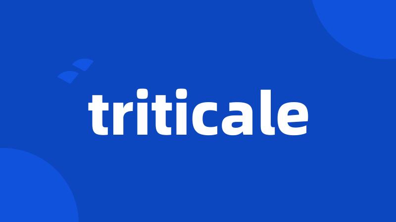 triticale