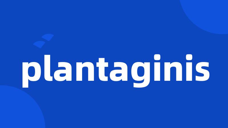 plantaginis