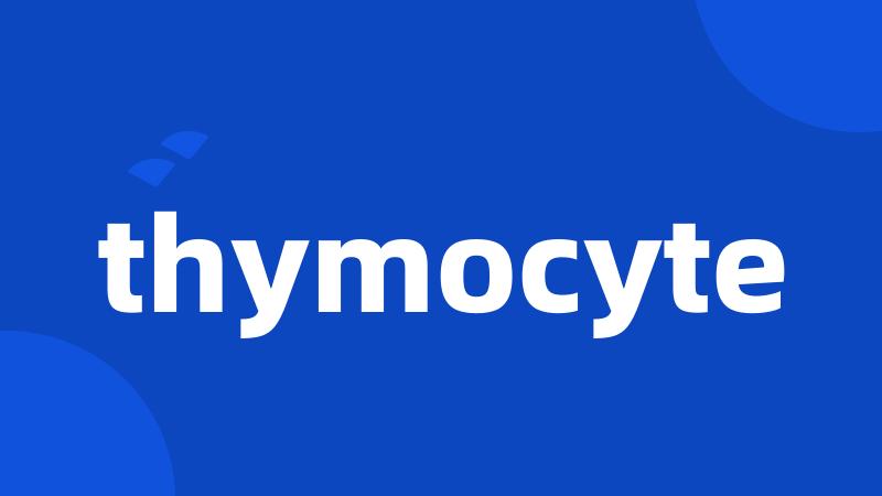 thymocyte