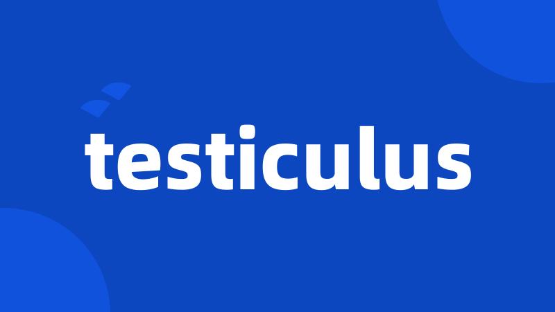 testiculus