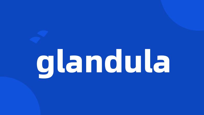 glandula