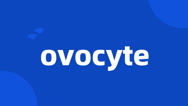 ovocyte