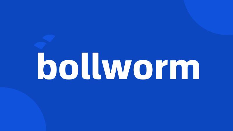bollworm