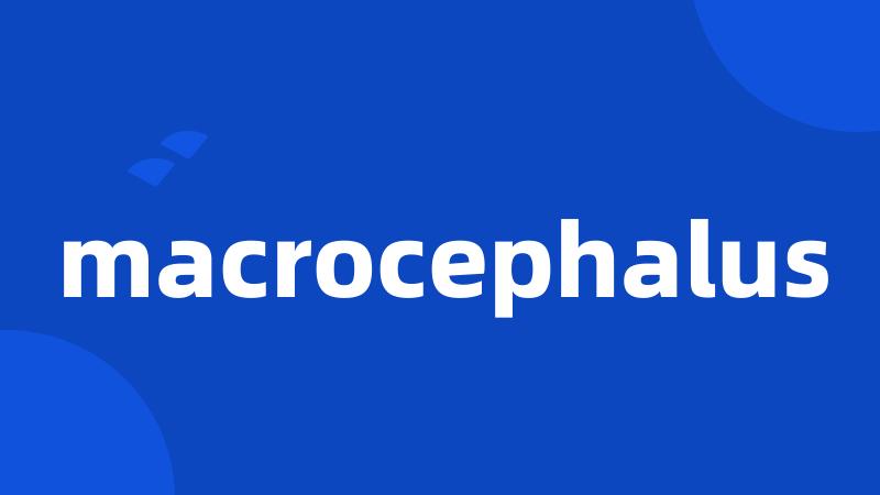 macrocephalus