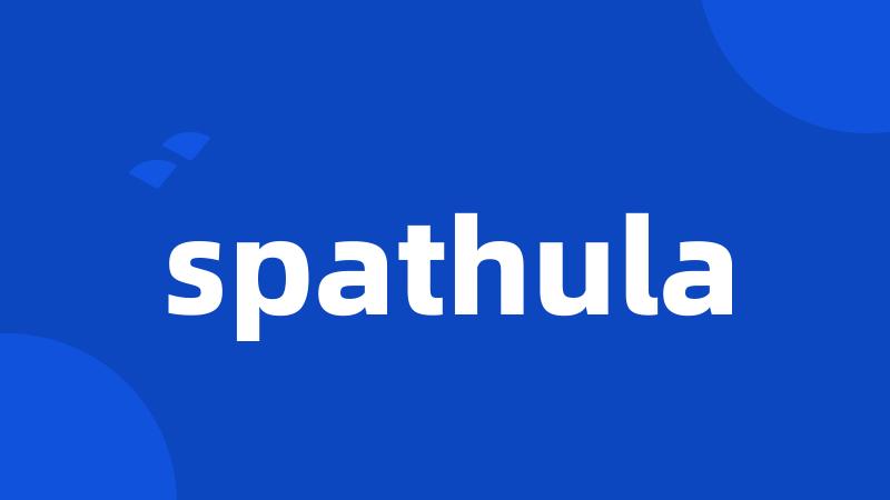 spathula