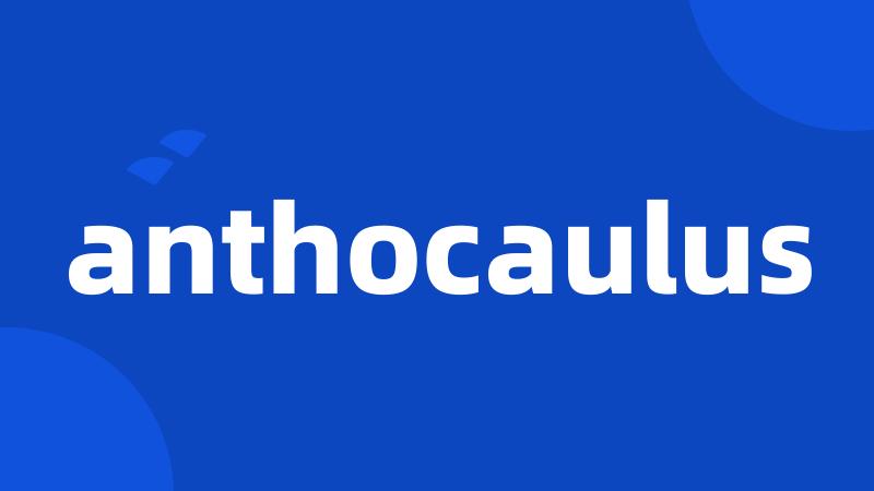 anthocaulus