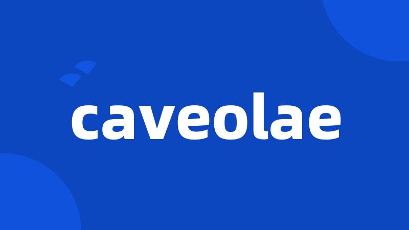 caveolae