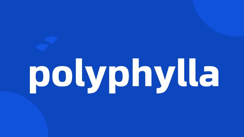 polyphylla