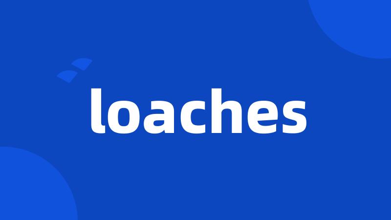 loaches