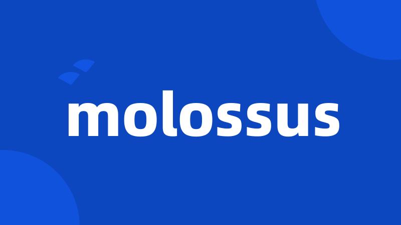 molossus