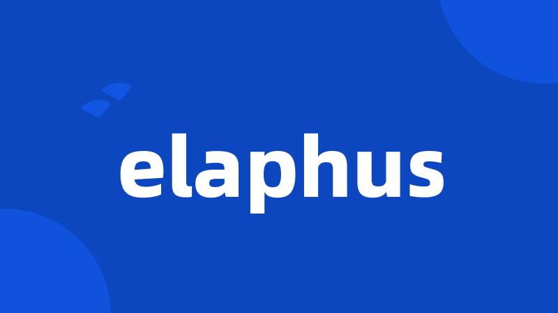 elaphus