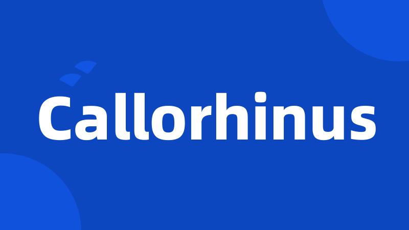 Callorhinus