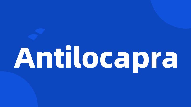 Antilocapra