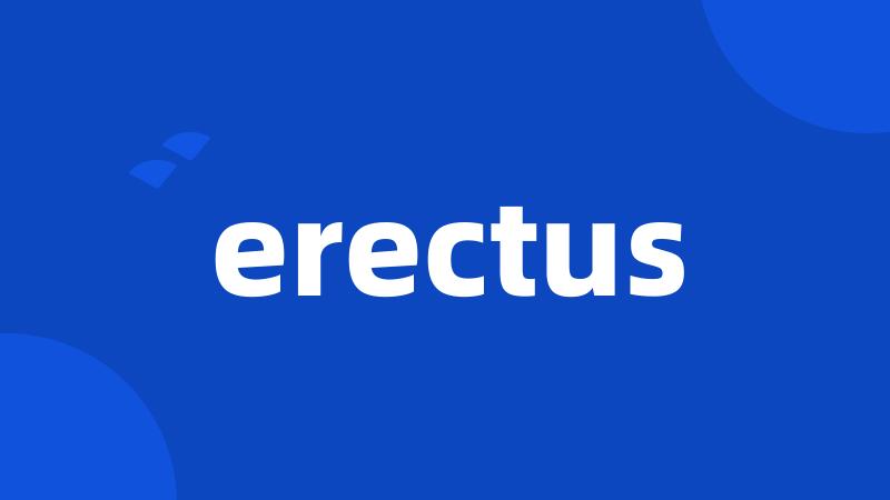 erectus