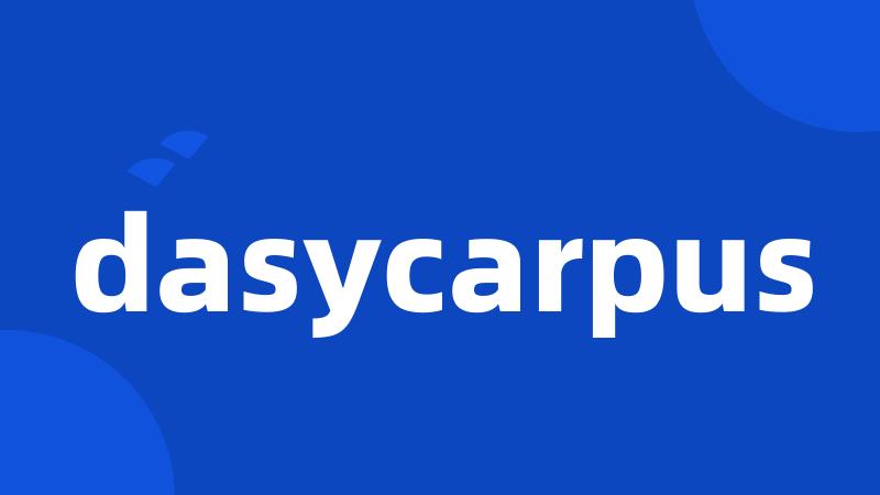 dasycarpus