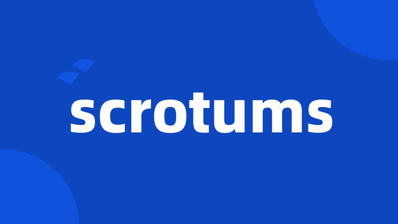 scrotums