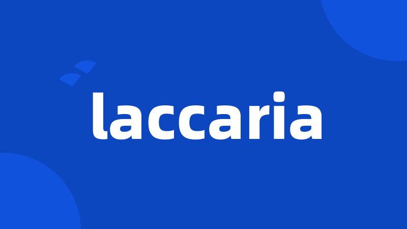 laccaria